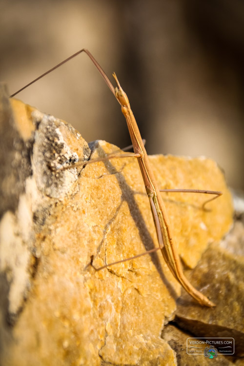 photo phasme baton verdon